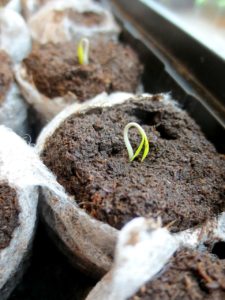 seedling-695138_1280